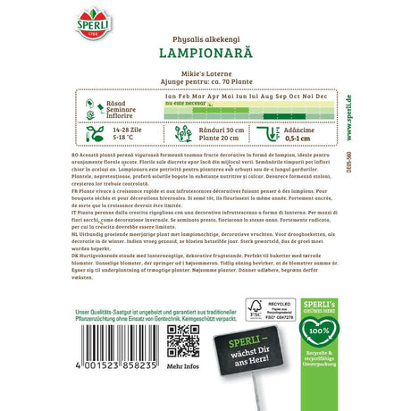 Seminte floare lampion Mikie's Laterne – decorativa si de efect