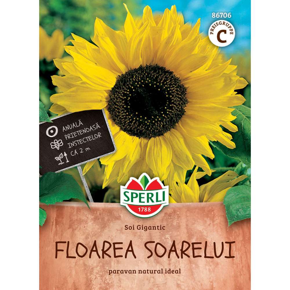 Seminte floarea soarelui Hohe Riesen – crestere spectaculoasa