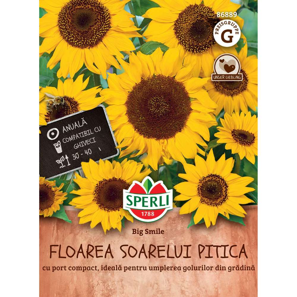 Seminte floarea soarelui de ghiveci Big Smile – dimensiune compacta