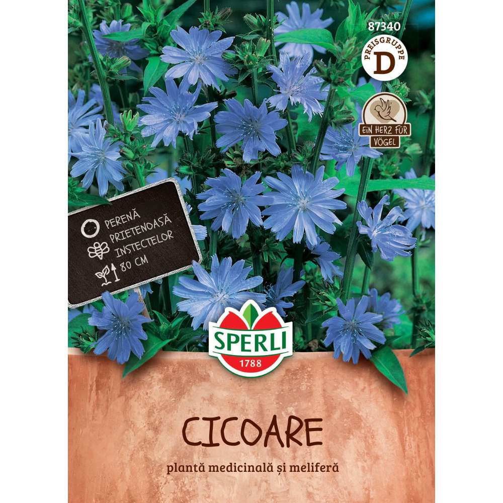 Seminte cicoare salbatica – planta rustica si medicinala, 1 Bucata