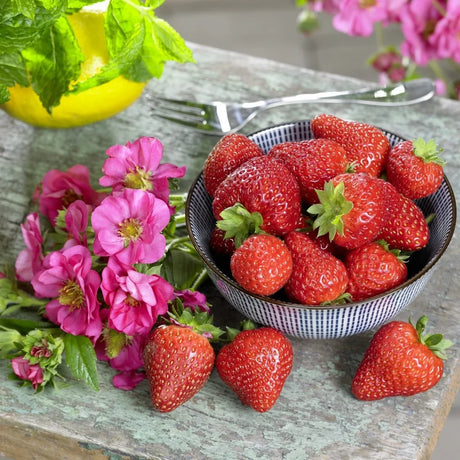 Capsuna Fragaria Ananassa Roman, cu floare roz, gust dulce si si aromate, an 3 pe rod