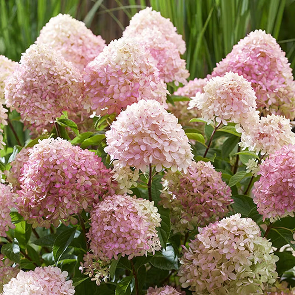 Hortensie Pitica de gradina (Paniculata) Living Little Blossom, cu flori albe si roz