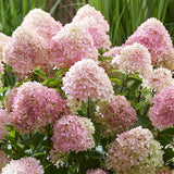Hortensie Pitica de gradina (Paniculata) Living Little Blossom, cu flori albe si roz