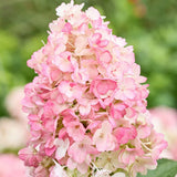 Hortensie Pitica de gradina (Paniculata) Living Little Blossom, cu flori albe si roz
