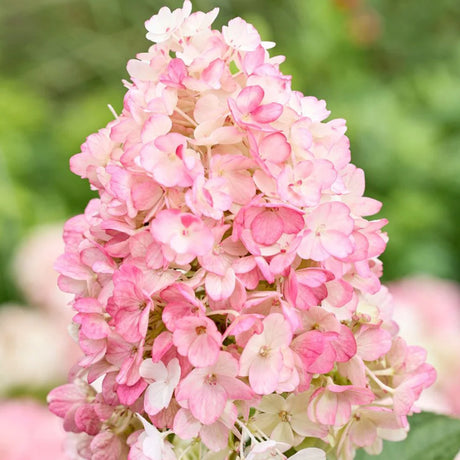 Hortensie Pitica de gradina (Paniculata) Living Little Blossom, cu flori albe si roz