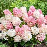 Hortensie Pitica de gradina (Paniculata) Living Little Blossom, cu flori albe si roz