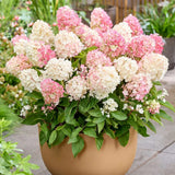 Hortensie Pitica de gradina (Paniculata) Living Little Blossom, cu flori albe si roz