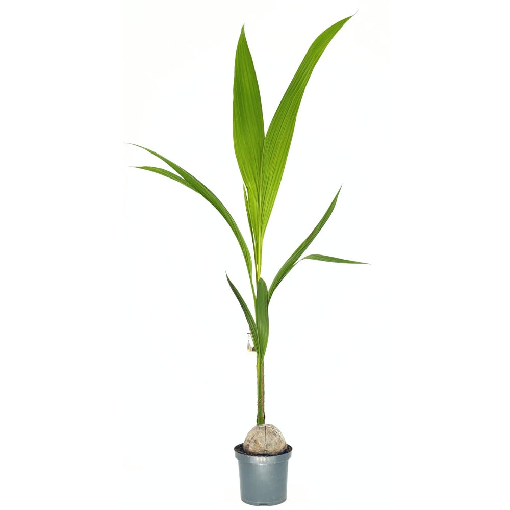 Palmier Cocotier (Cocos Nucifera), planta tropicala cu nuca, frunze arcuite, decor exotic interior - 160 cm