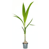 Palmier Cocotier (Cocos Nucifera), planta tropicala cu nuca, frunze arcuite, decor exotic interior - 160 cm