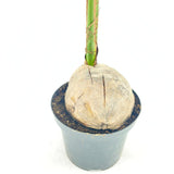 Palmier Cocotier (Cocos Nucifera), planta tropicala cu nuca, frunze arcuite, decor exotic interior - 160 cm