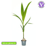 Palmier Cocotier (Cocos Nucifera), planta tropicala cu nuca, frunze arcuite, decor exotic interior - 160 cm