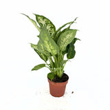 Dieffenbachia Compacta, 40 cm, frunze mari verzi cu pete galben-crem, planta tropicala purificatoare de aer