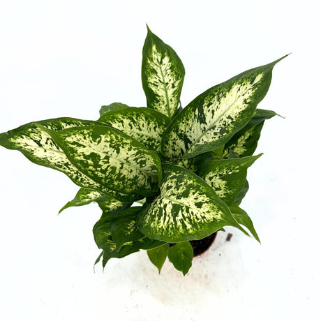 Dieffenbachia Compacta, 40 cm, frunze mari verzi cu pete galben-crem, planta tropicala purificatoare de aer