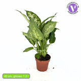 Dieffenbachia Compacta, 40 cm, frunze mari verzi cu pete galben-crem, planta tropicala purificatoare de aer