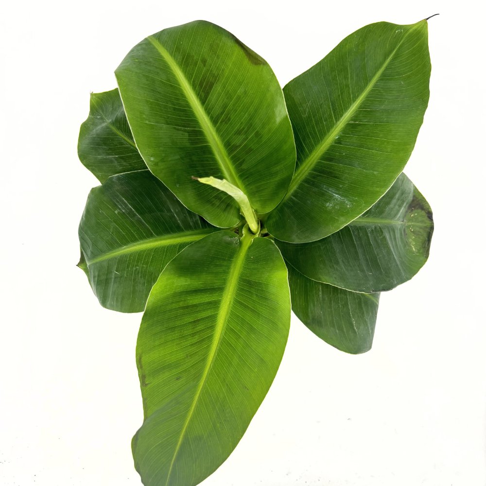 Bananier (Musa Tropicana), 45 cm, frunze tropicale mari si vibrante pentru un interior exotic