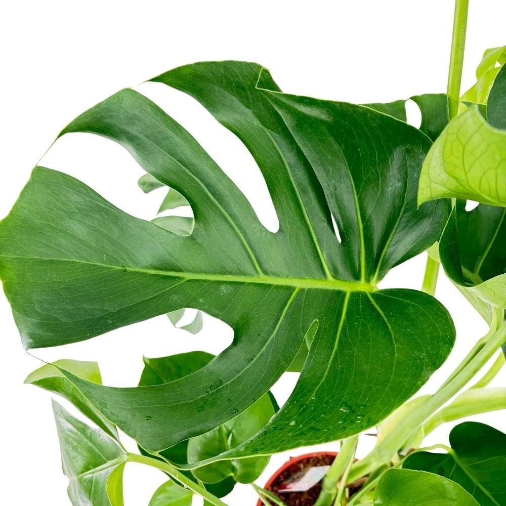 Planta de apartament Monstera Deliciosa, frunze mari tropicale perforate natural, usor de ingrijit, purificatoare de aer - 90-100 cm
