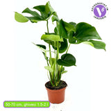 Planta de apartament Monstera Deliciosa, 50-70 cm, frunze mari tropicale perforate natural, usor de ingrijit, purificatoare de aer