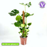 Planta de apartament Monstera Deliciosa, 90 cm, frunze mari tropicale perforate natural, usor de ingrijit, purificatoare de aer, cu suport