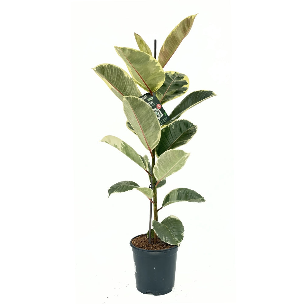 Arbore de Cauciuc, Ficus Elastica Tineke Bicolor, 110 cm, planta de apartament cu frunze pestrite verzi crem