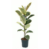Arbore de Cauciuc, Ficus Elastica Tineke Bicolor, 110 cm, planta de apartament cu frunze pestrite verzi crem