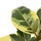 Arbore de Cauciuc, Ficus Elastica Tineke Bicolor, 110 cm, planta de apartament cu frunze pestrite verzi crem