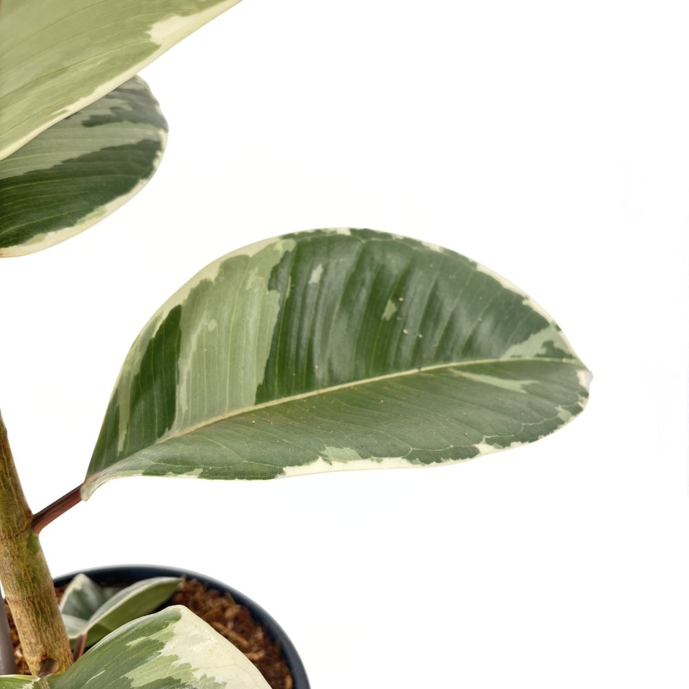 Arbore de Cauciuc, Ficus Elastica Tineke Bicolor, 110 cm, planta de apartament cu frunze pestrite verzi crem