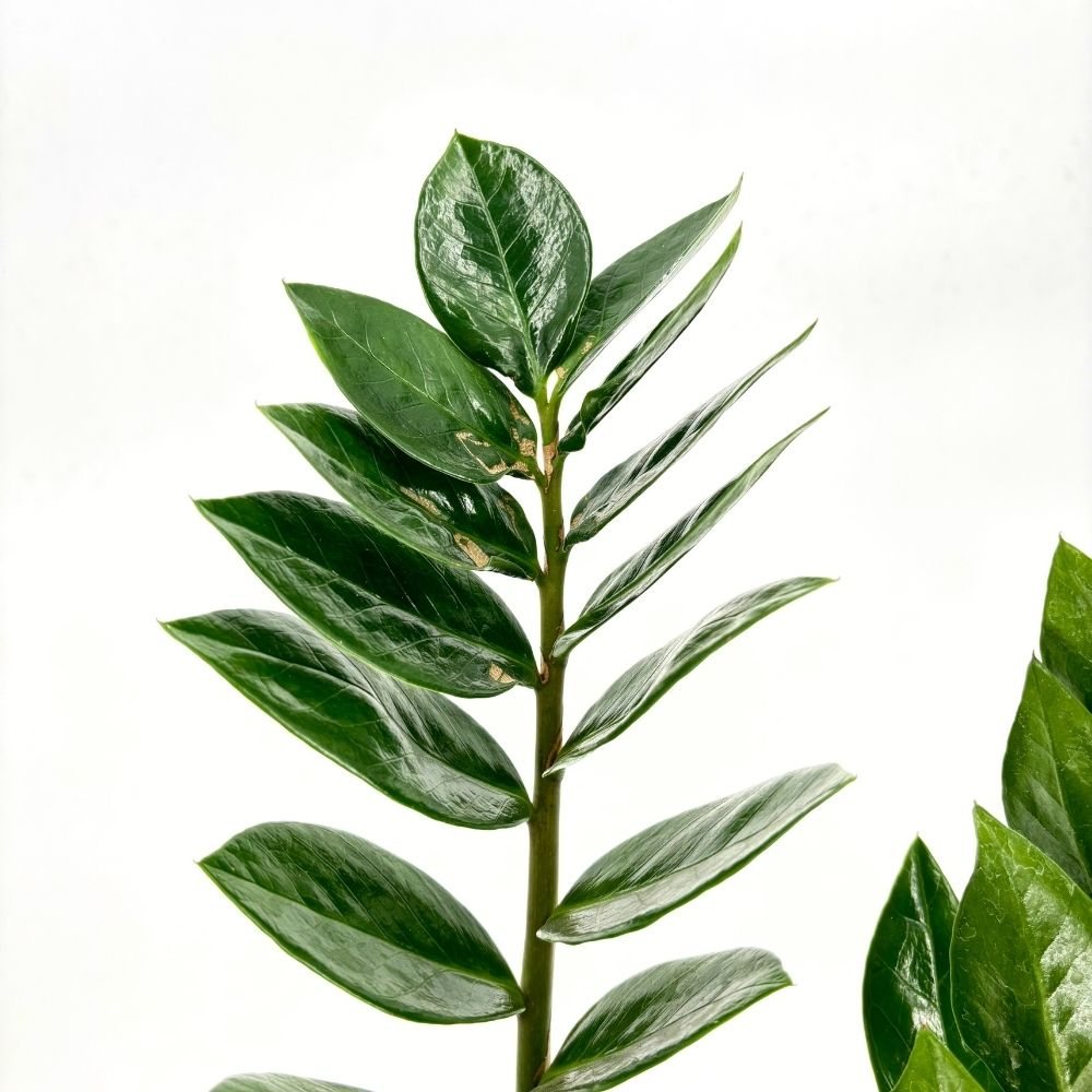 Planta Norocului (Zamioculcas Zamiifolia), 60-70 cm, 3 plante/ghiveci, planta de apartament cu frunze suculente, rezistent umbra, rezistenta, udare rara, 3  plante/ghiveci