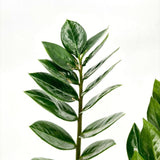 Planta Norocului (Zamioculcas Zamiifolia), 60-70 cm, 3 plante/ghiveci, planta de apartament cu frunze suculente, rezistent umbra, rezistenta, udare rara, 3  plante/ghiveci