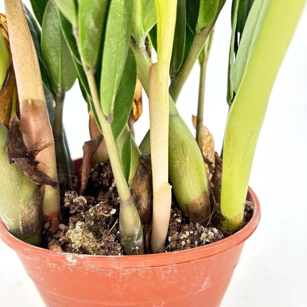 Planta Norocului (Zamioculcas Zamiifolia), 60-70 cm, 3 plante/ghiveci, planta de apartament cu frunze suculente, rezistent umbra, rezistenta, udare rara, 3  plante/ghiveci