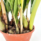 Planta Norocului (Zamioculcas Zamiifolia), 60-70 cm, 3 plante/ghiveci, planta de apartament cu frunze suculente, rezistent umbra, rezistenta, udare rara, 3  plante/ghiveci