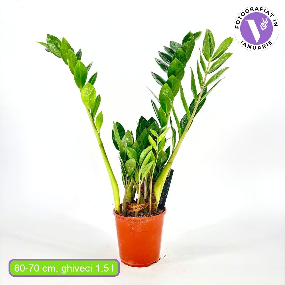 Planta Norocului (Zamioculcas Zamiifolia), 60-70 cm, 3 plante/ghiveci, planta de apartament cu frunze suculente, rezistent umbra, rezistenta, udare rara, 3  plante/ghiveci