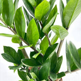 Planta Norocului (Zamioculcas Zamiifolia), 40-50 cm, 4 plante/ghiveci planta de apartament cu frunze suculente, rezistent umbra, rezistenta, udare rara