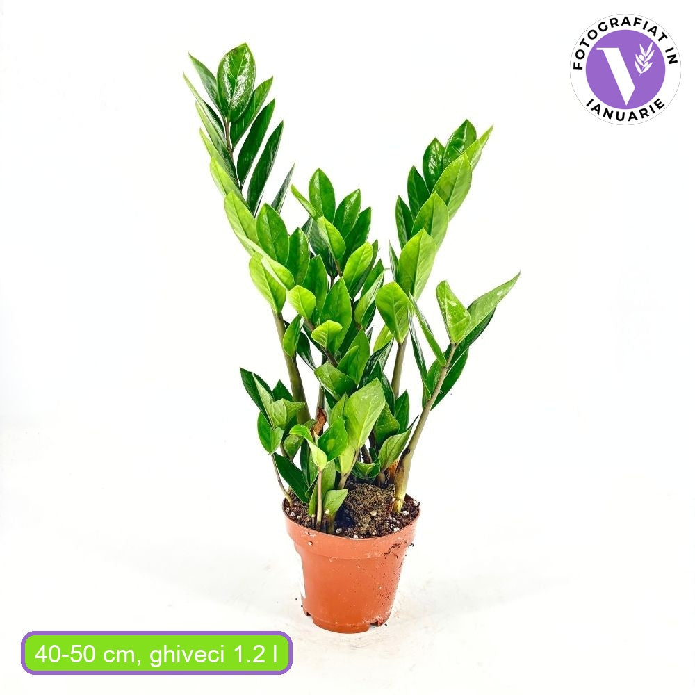 Planta Norocului (Zamioculcas Zamiifolia), 40-50 cm, 4 plante/ghiveci planta de apartament cu frunze suculente, rezistent umbra, rezistenta, udare rara