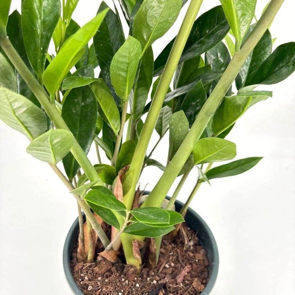 Planta Norocului (Zamioculcas Zamiifolia), 100 cm, 5 plante/ghiveci, planta de apartament cu frunze suculente, rezistent umbra, rezistenta, udare rara