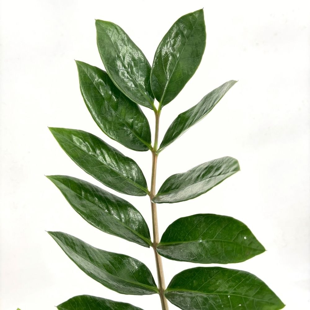 Planta Norocului (Zamioculcas Zamiifolia), 100 cm, 5 plante/ghiveci, planta de apartament cu frunze suculente, rezistent umbra, rezistenta, udare rara