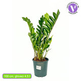 Planta Norocului (Zamioculcas Zamiifolia), 100 cm, 5 plante/ghiveci, planta de apartament cu frunze suculente, rezistent umbra, rezistenta, udare rara