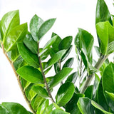 Planta Norocului (Zamioculcas Zamiifolia), 120 cm, planta de apartament cu frunze suculente, rezistenta umbra, rezistenta, udare rara