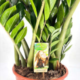 Planta Norocului (Zamioculcas Zamiifolia), 120 cm, planta de apartament cu frunze suculente, rezistenta umbra, rezistenta, udare rara