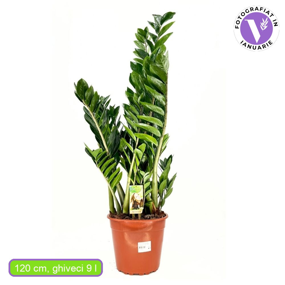 Planta Norocului (Zamioculcas Zamiifolia), 120 cm, planta de apartament cu frunze suculente, rezistenta umbra, rezistenta, udare rara