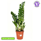 Planta Norocului (Zamioculcas Zamiifolia), 120 cm, planta de apartament cu frunze suculente, rezistenta umbra, rezistenta, udare rara