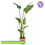 Strelitzia Nicolai, 180 cm, Pasarea alba a paradisului, planta exotica mare cu frunze uriase tropicale decorative pentru interior