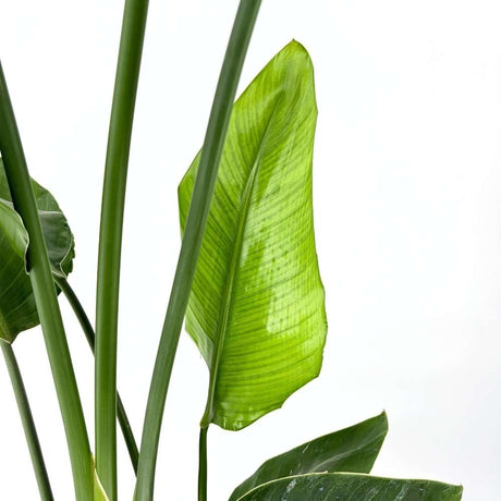 Strelitzia Nicolai, 180 cm, Pasarea alba a paradisului, planta exotica mare cu frunze uriase tropicale decorative pentru interior