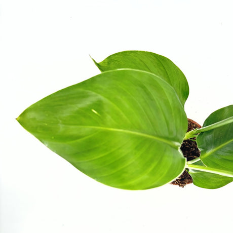 Strelitzia Nicolai, Pasarea alba a paradisului, planta exotica mare cu frunze uriase tropicale decorative pentru interior - 60 cm