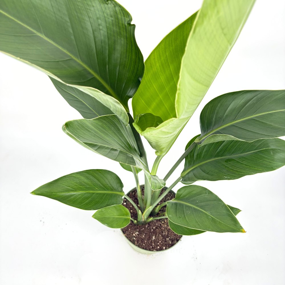 Strelitzia Nicolai, Pasarea alba a paradisului, 90-100 cm, planta exotica mare cu frunze uriase tropicale decorative pentru interior