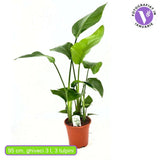 Strelitzia Nicolai, Pasarea alba a paradisului, planta exotica mare cu frunze uriase tropicale decorative pentru interior - 90-100 cm