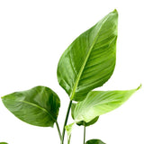 Strelitzia Nicolai, Pasarea alba a paradisului, planta exotica mare cu frunze uriase tropicale decorative pentru interior - 90-100 cm