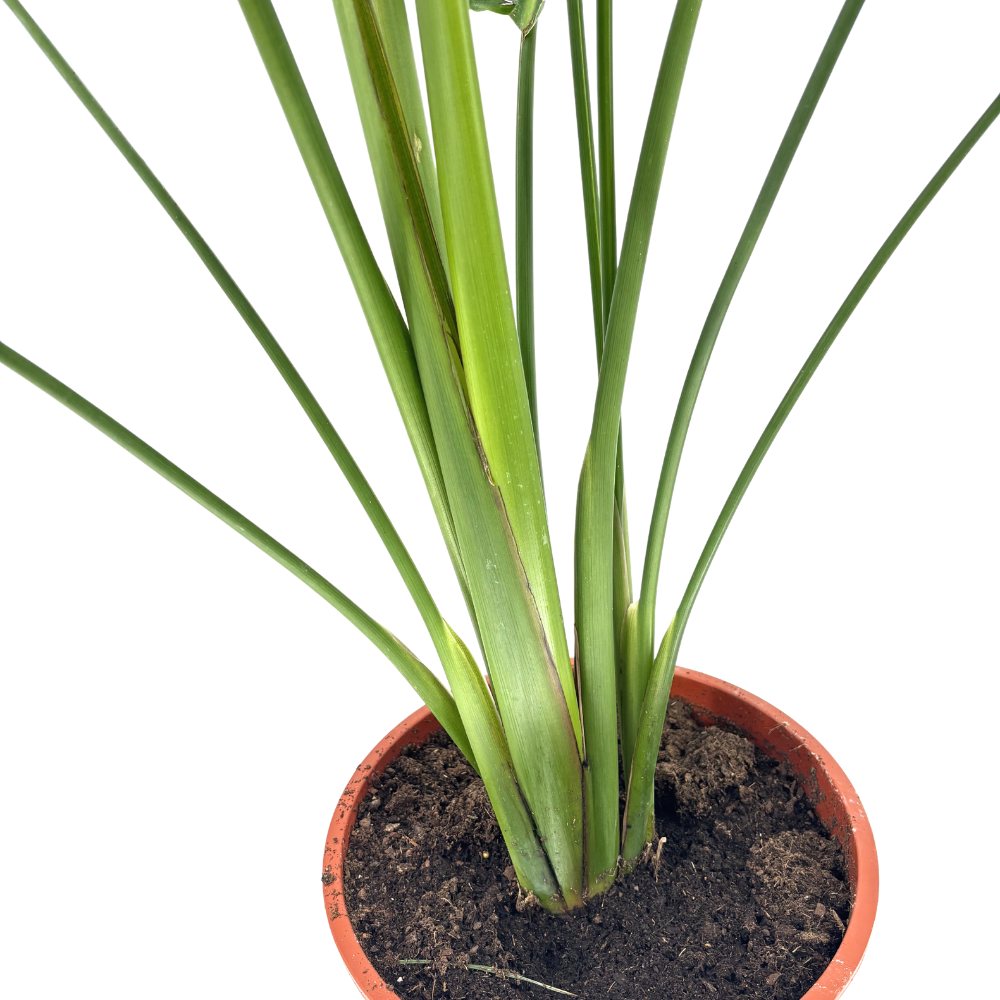 Strelitzia Nicolai, Pasarea alba a paradisului, planta exotica mare cu frunze uriase tropicale decorative pentru interior - 180 cm