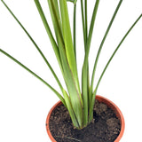 Strelitzia Nicolai, Pasarea alba a paradisului, planta exotica mare cu frunze uriase tropicale decorative pentru interior - 180 cm