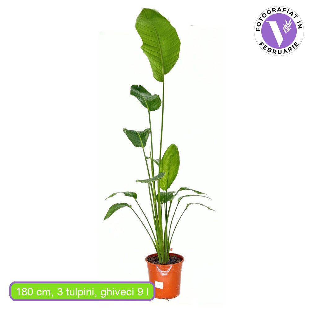 Strelitzia Nicolai, Pasarea alba a paradisului, planta exotica mare cu frunze uriase tropicale decorative pentru interior - 180 cm