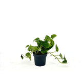 Iedera diavolului Curgatoare Epipremnum Aureum, 25-20 cm, planta de apartament curgatoare, cu frunze pestrite verzi-galbene